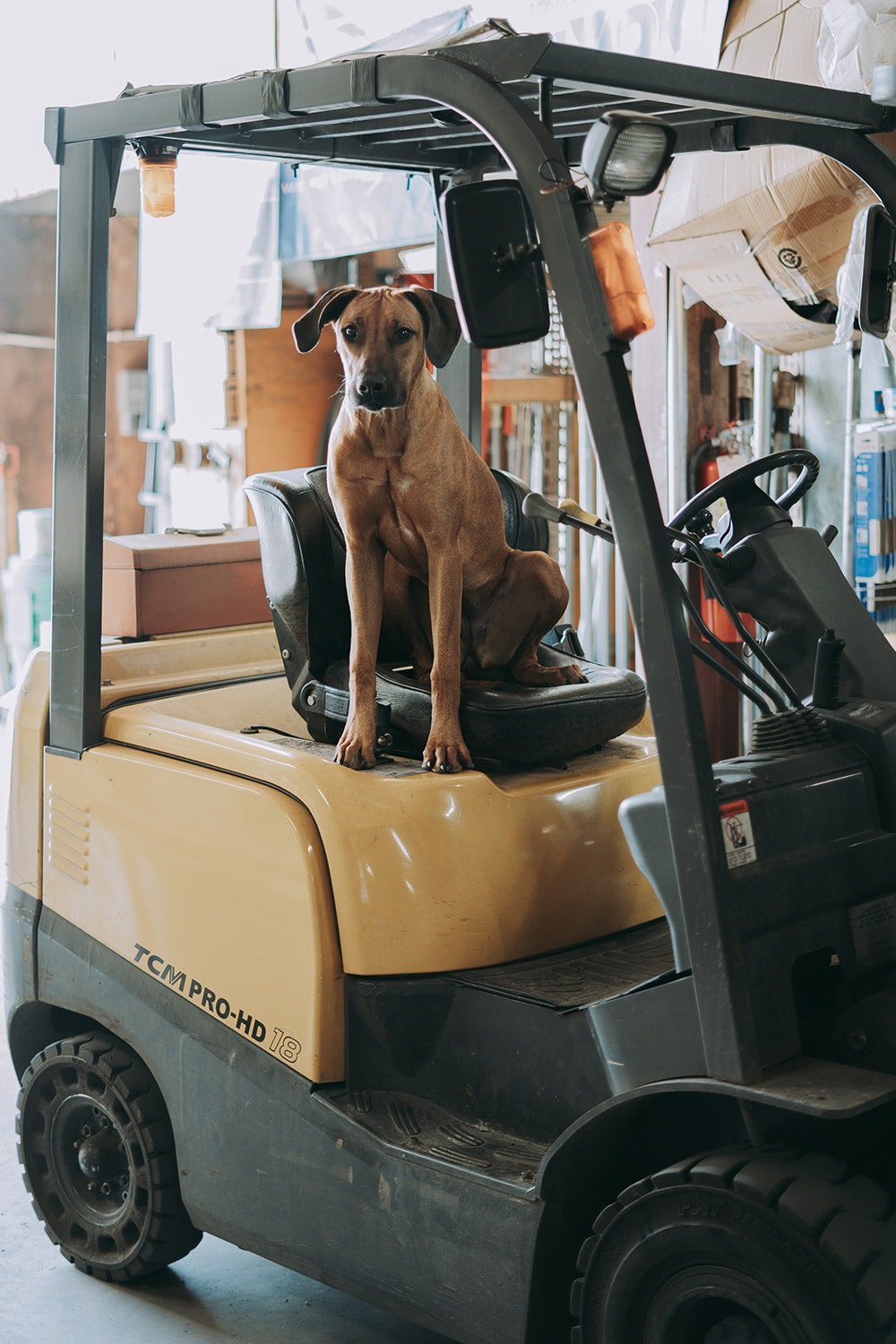 Picture of dog on forklift