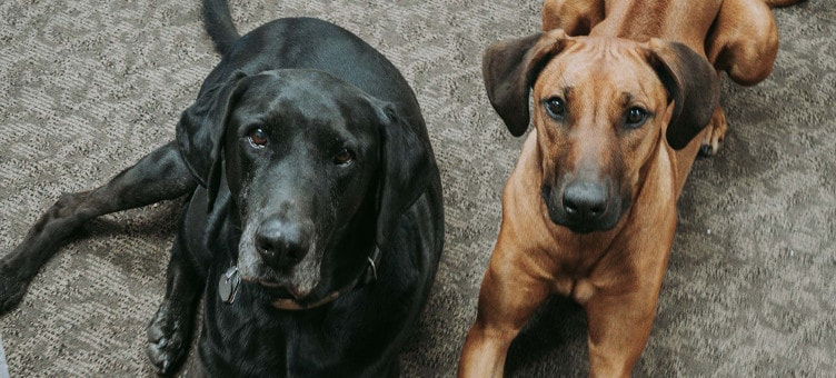 Onyx & Oakley